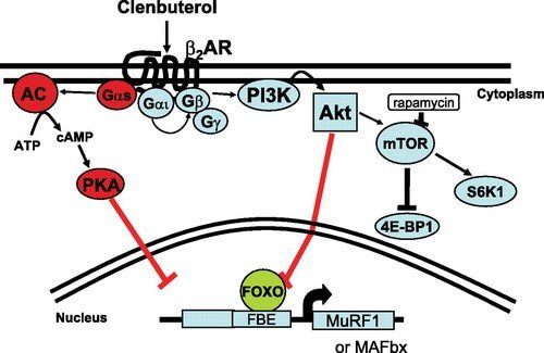 Practical Guide Of Clenbuterol Practical Guide Of Clenbuterol