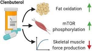 Practical Guide Of Clenbuterol Practical Guide Of Clenbuterol