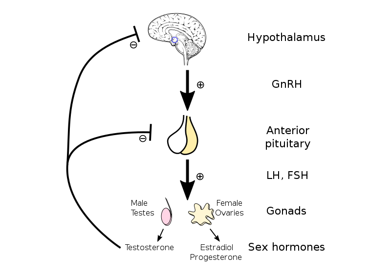 HORMONAL MALE AXIS AND HORMONES BLOODWORK