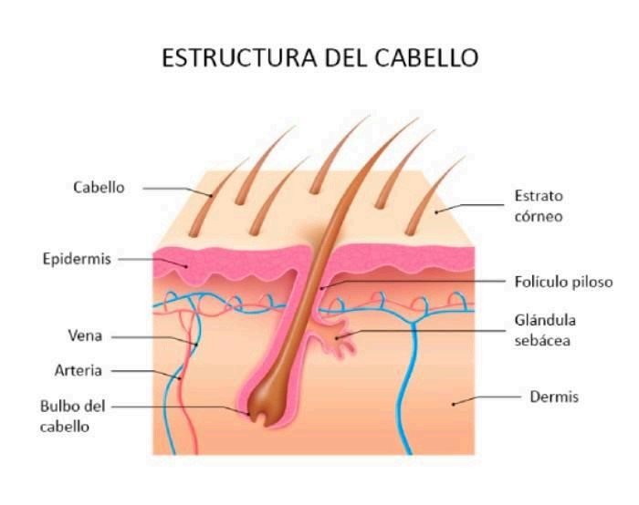 Steroids and Alopecia Steroids and Alopecia