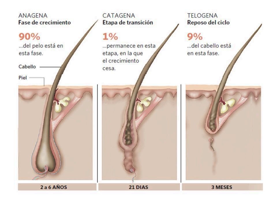 Steroids and Alopecia Steroids and Alopecia