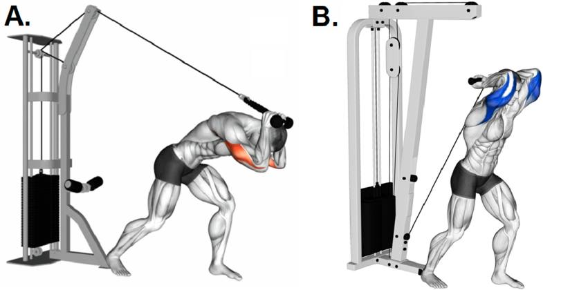 Best Triceps Exercise According to Science Best Triceps Exercise According to Science