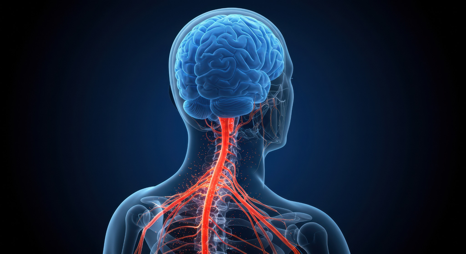 Blood Pressure During Steroids Sympathetic nervous system