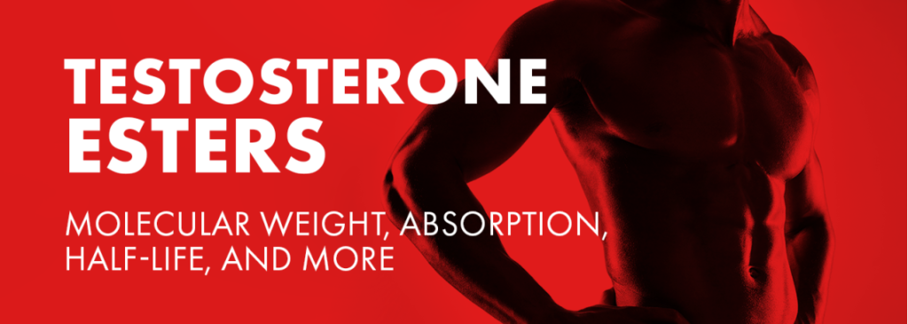 Understanding Testosterone Esters Molecular Weight Absorption Half Life And More 1024x366
